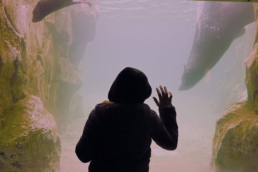 A person observing seals swimming in an aquarium exhibit from behind a glass.