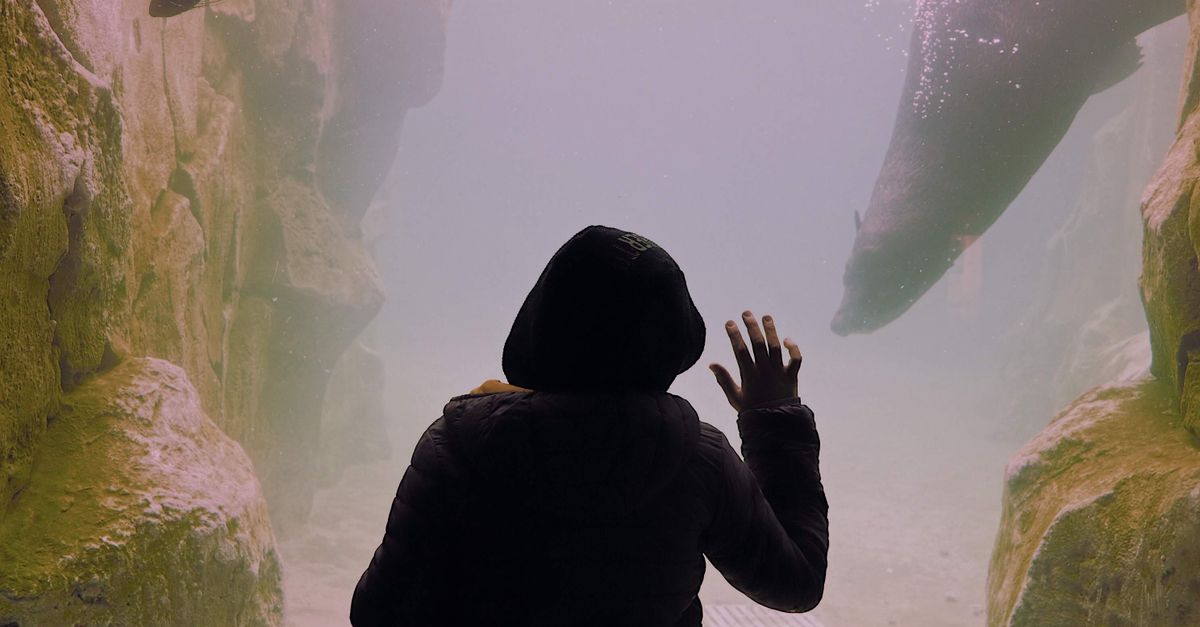 A person observing seals swimming in an aquarium exhibit from behind a glass.