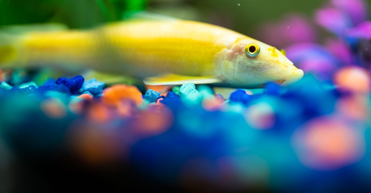Vibrant yellow sucker fish resting in a colorful aquarium tank.