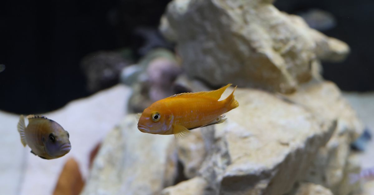 Vibrant cichlids swimming around rocks in a freshwater aquarium.