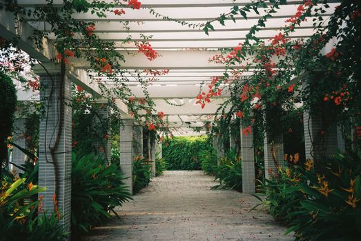 Stunning garden pergola in Can Tho, Vietnam adorned with vibrant Bougainvillea flowers and lush greenery.