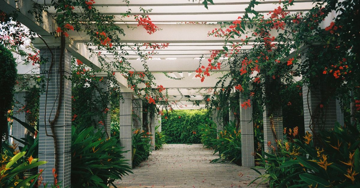 Stunning garden pergola in Can Tho, Vietnam adorned with vibrant Bougainvillea flowers and lush greenery.