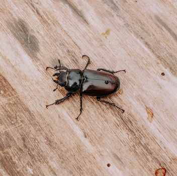 Detailed close-up of a beetle resting on a wooden surface, showcasing its intricate features.