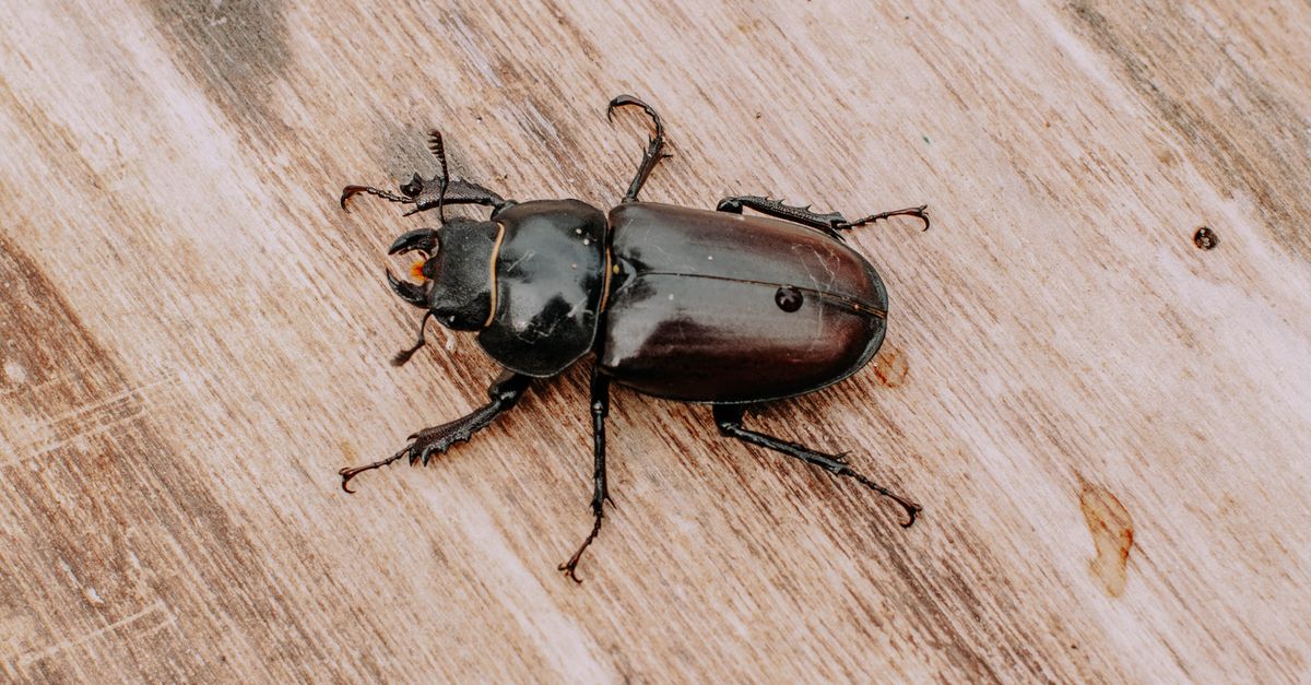 Detailed close-up of a beetle resting on a wooden surface, showcasing its intricate features.