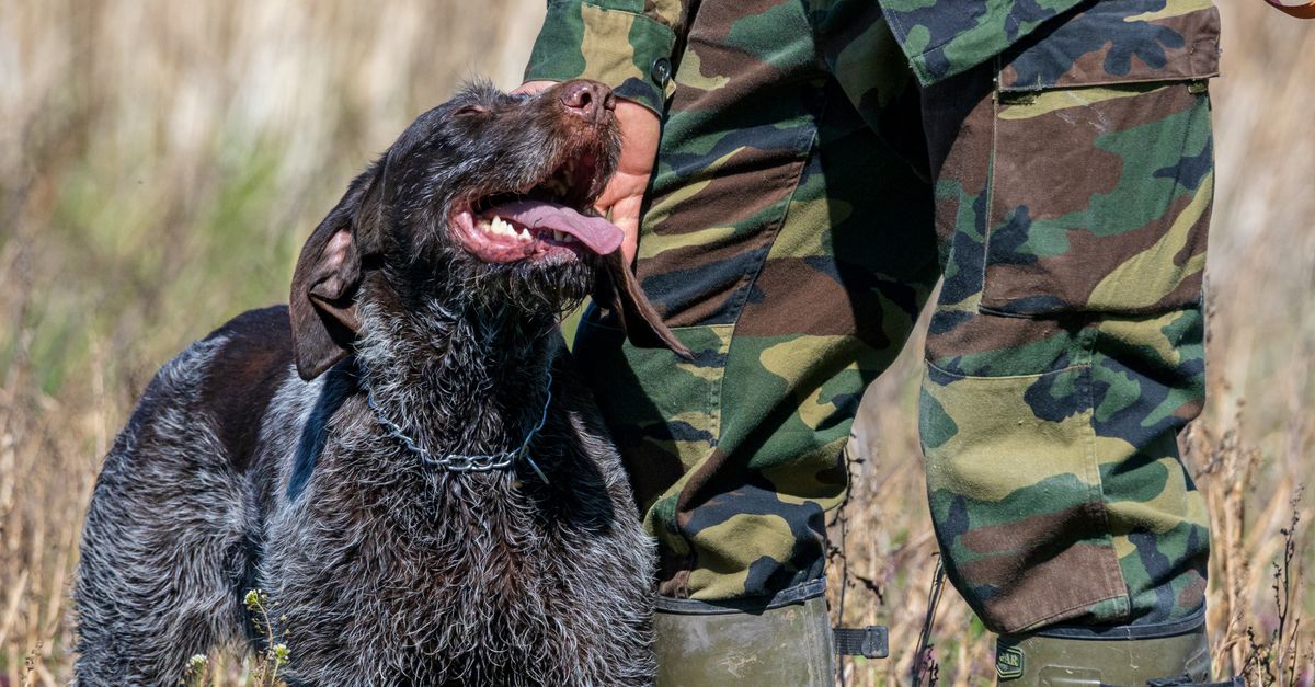 A German Wirehaired Pointer is affectionately patting its handler in camouflage uniform outdoors.