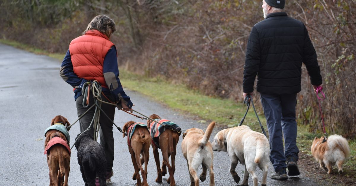 Two adults walking a group of dogs on a scenic winter trail outdoors.