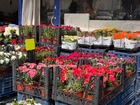 Colorful flowers in crates at an outdoor market, showcasing various blooms.