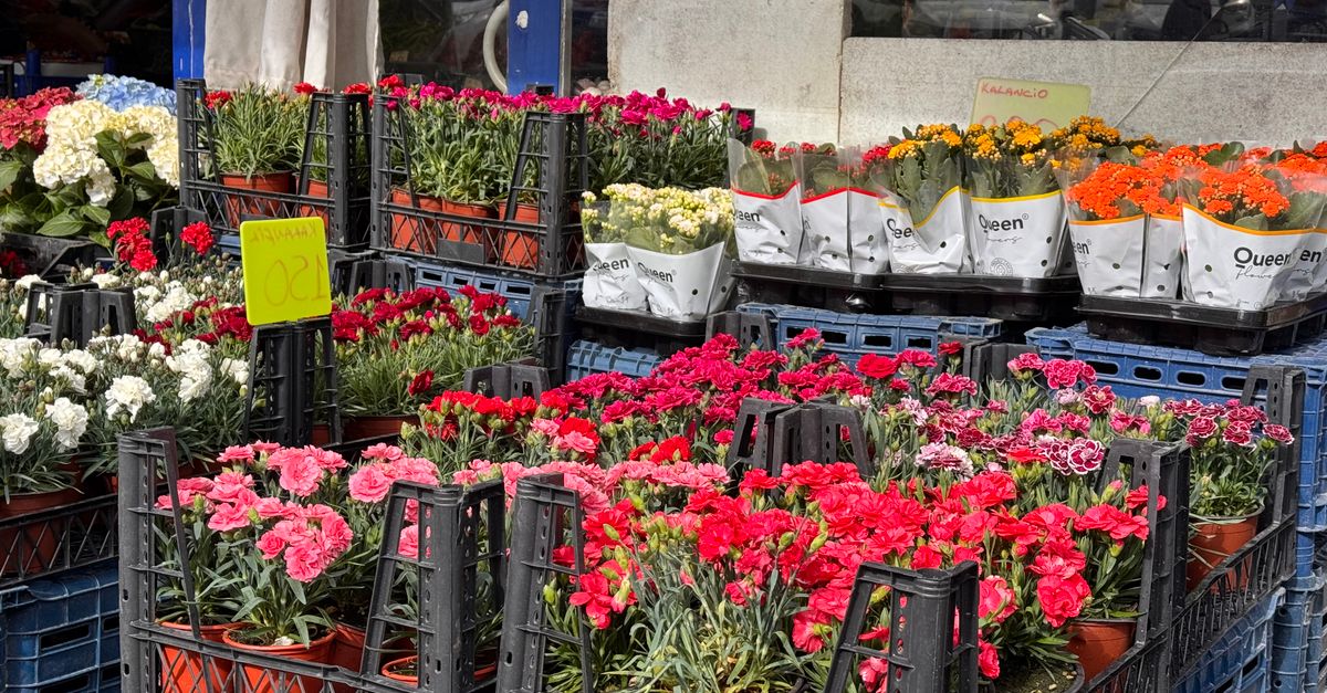 Colorful flowers in crates at an outdoor market, showcasing various blooms.