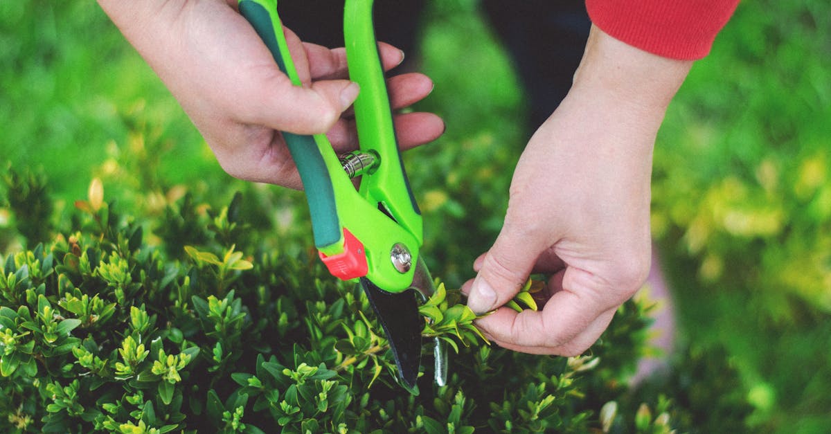 Hands using pruning shears to trim greenery in a garden setting.