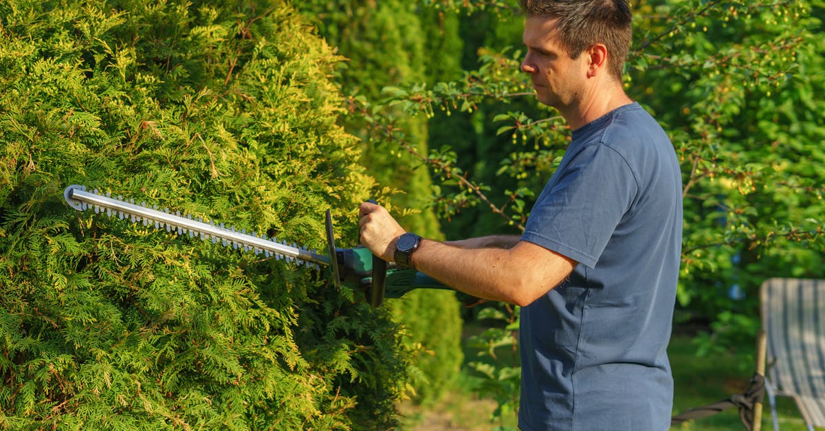 Man trimming hedge with electric trimmer in a sunny garden.