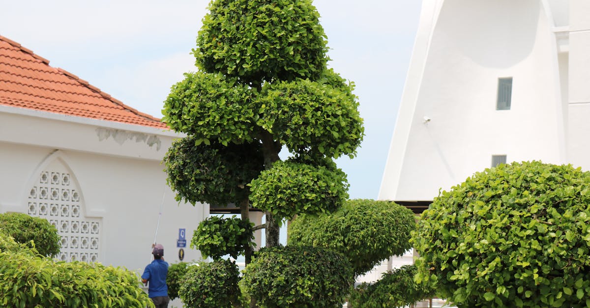 Beautiful topiary garden with a modern architectural backdrop, captured on a sunny day.