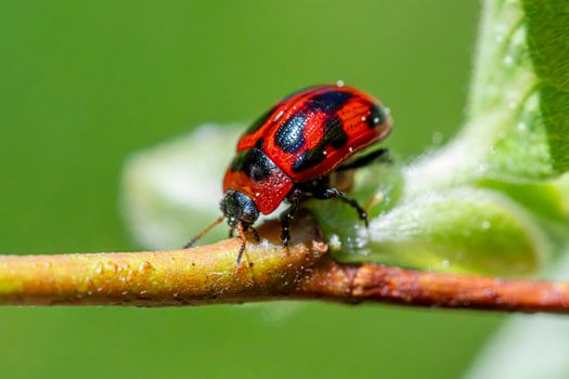 Vibrant red leaf beetle on branch, showcasing nature's intricate beauty.