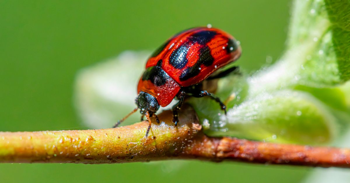 Vibrant red leaf beetle on branch, showcasing nature's intricate beauty.