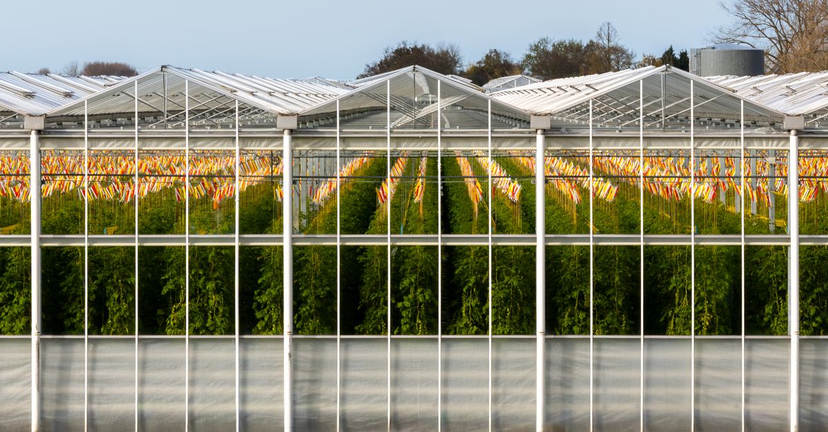 Contemporary greenhouse in South Holland, Netherlands, showcasing rows of vibrant tomato plants.