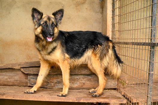 A German Shepherd Dog standing in a kennel with a playful expression, showing its full body and coat.