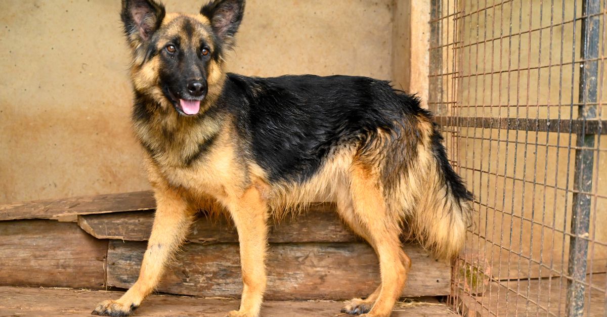 A German Shepherd Dog standing in a kennel with a playful expression, showing its full body and coat.