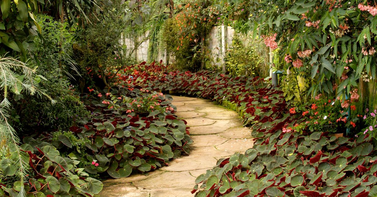 A tranquil garden pathway surrounded by vibrant tropical plants and flowers.