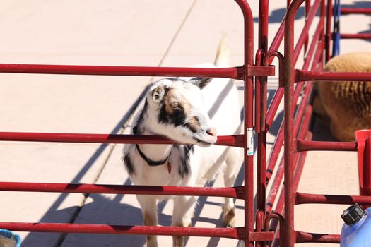 Cute goat behind red fence in a rural outdoor setting. Ideal for animal and farm-themed content.