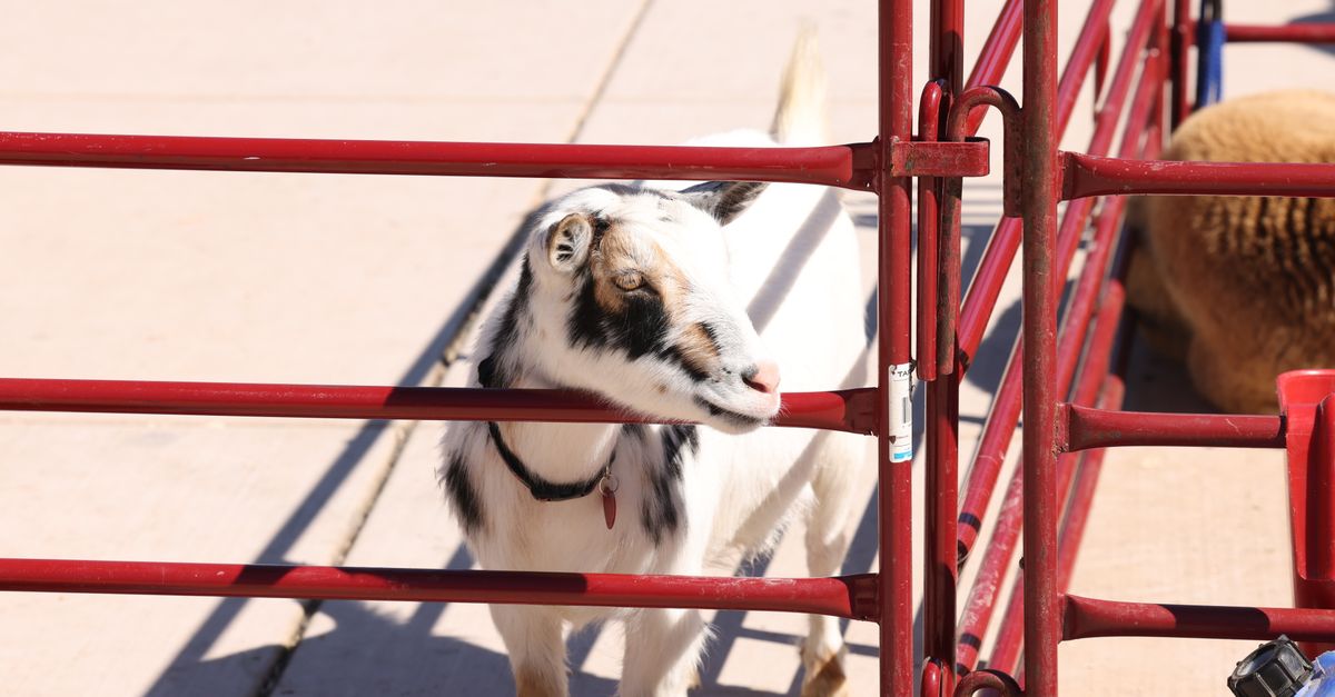 Cute goat behind red fence in a rural outdoor setting. Ideal for animal and farm-themed content.