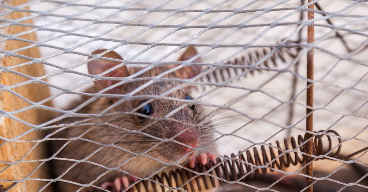 A close-up shot of a rat peeking through a wire cage, capturing its curious expression.