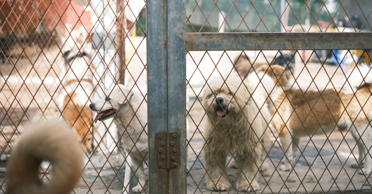 A group of happy dogs standing behind a fence in an animal shelter yard.