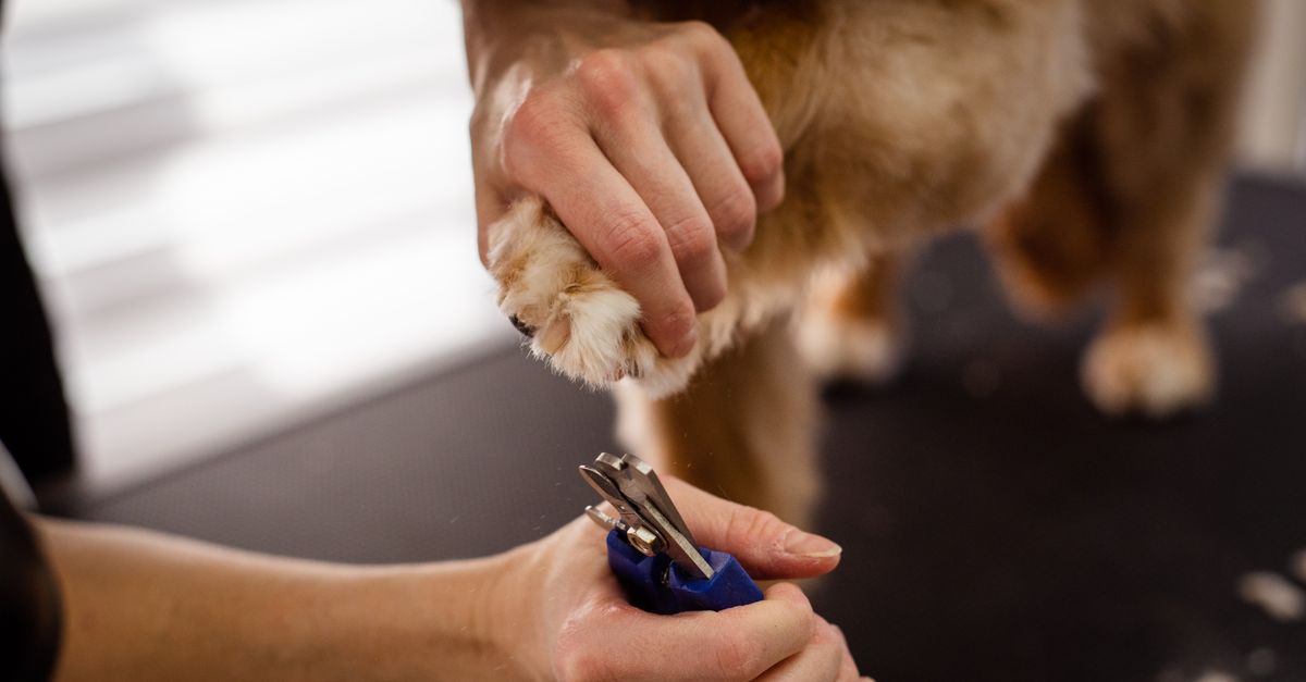 A close-up view of pet grooming focusing on a dog's paw being trimmed with special scissors, highlighting care and precision.