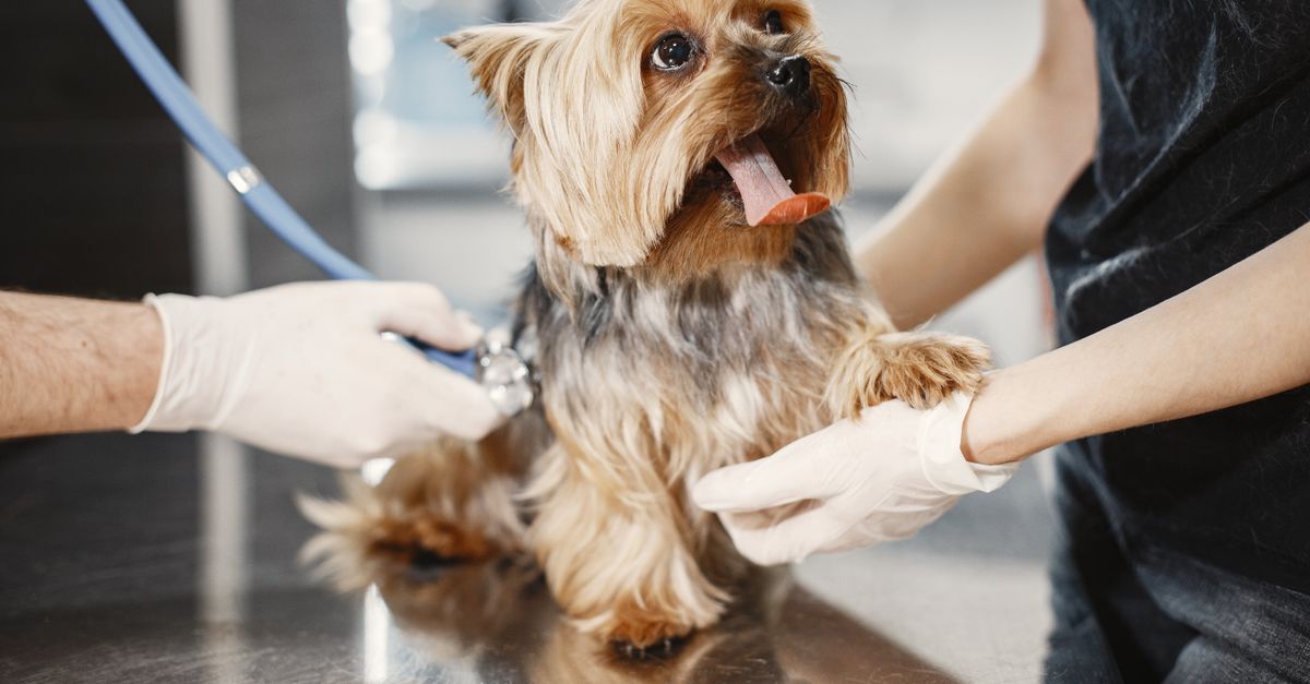Adorable Yorkshire Terrier receiving a medical checkup at a vet clinic.