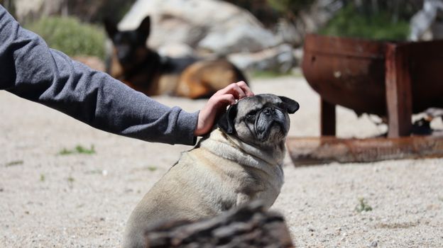 A serene moment of a pug being petted at Salton Sea Beach, California.