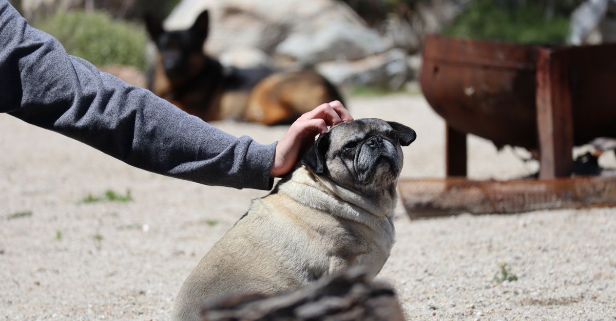 A serene moment of a pug being petted at Salton Sea Beach, California.