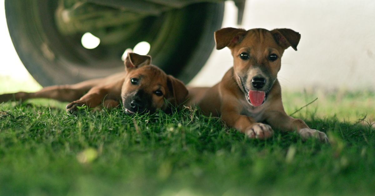 Two playful puppies resting under a vehicle, showcasing their innocence and charm on a sunny day.