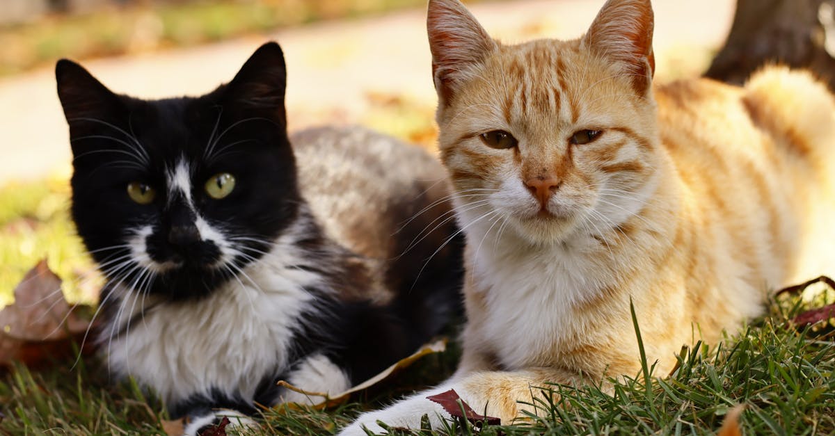 A black and white cat and an orange tabby cat relaxing on a grassy lawn with autumn leaves.