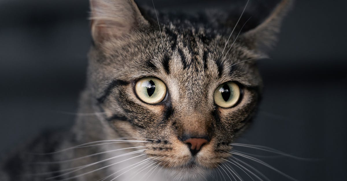 A detailed close-up of a domestic tabby cat with striking green eyes indoors.