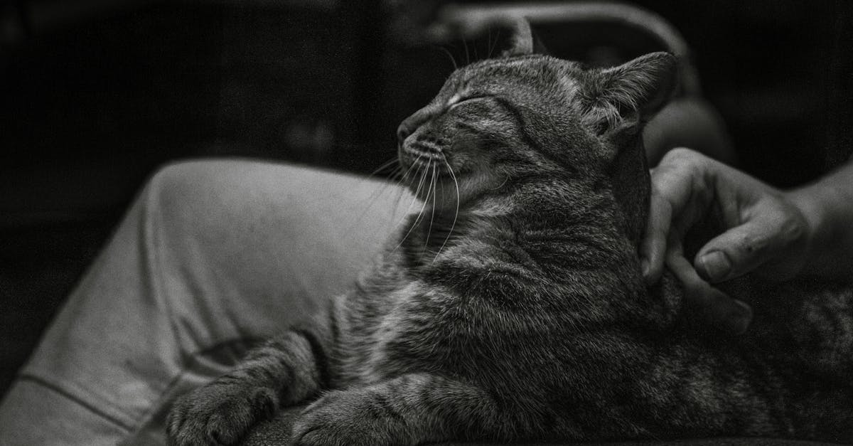 A content tabby cat enjoying a gentle pet while resting on a person's lap in grayscale tones.