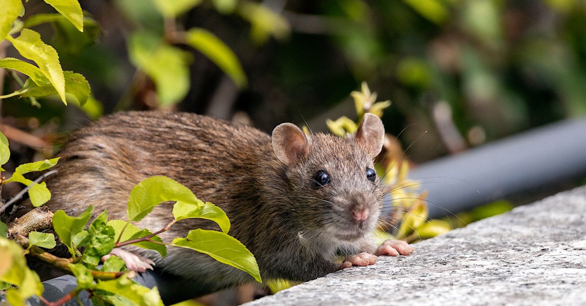Detailed close-up of a brown rat among green foliage, showcasing wildlife in natural habitat.