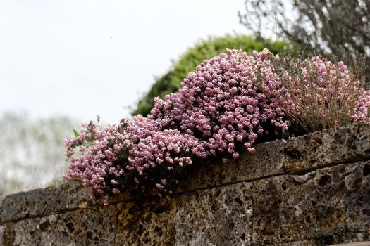 Pink heather flowers in full bloom cascading over a rustic stone wall in an outdoor garden setting.