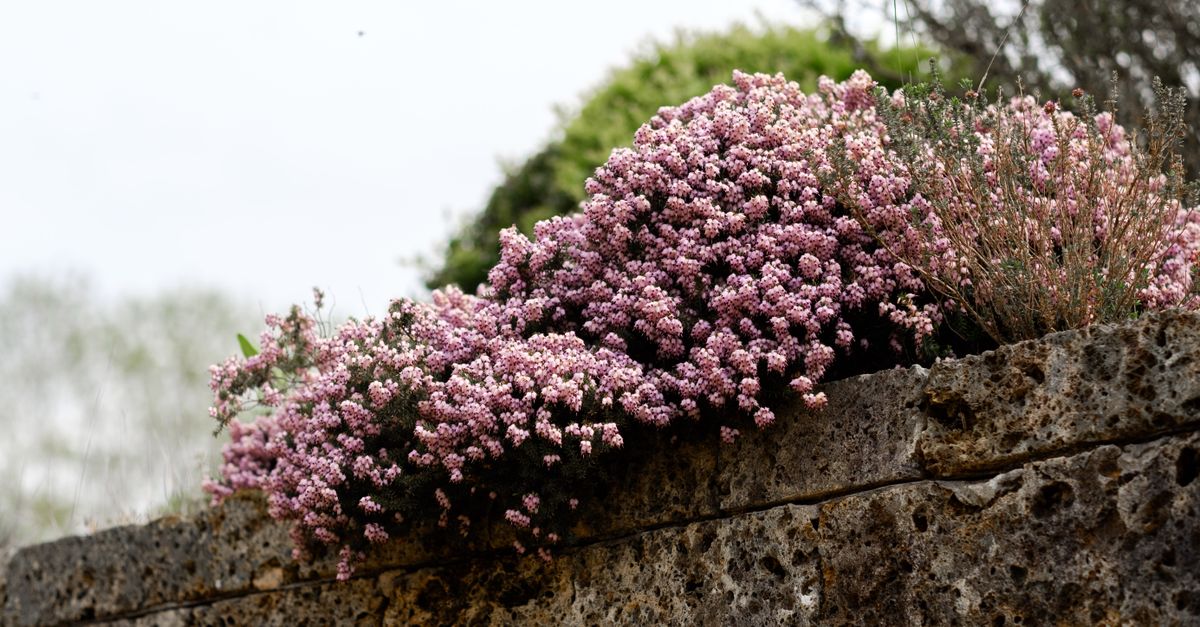Pink heather flowers in full bloom cascading over a rustic stone wall in an outdoor garden setting.