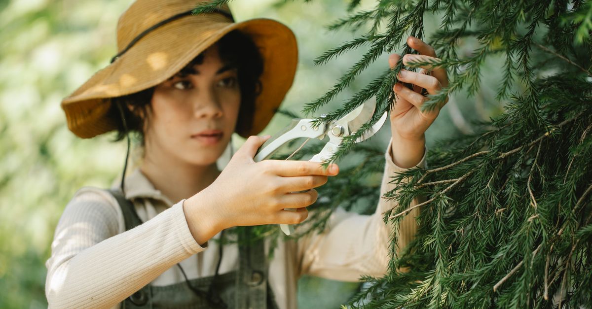 Focused ethnic female gardener in hat cutting branches of tree with pruner in hands standing in countryside