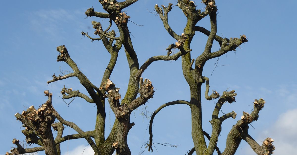 Close-up of heavily pruned tree branches silhouetted against a clear blue sky.